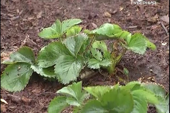 Дачные советы 21.04.2016