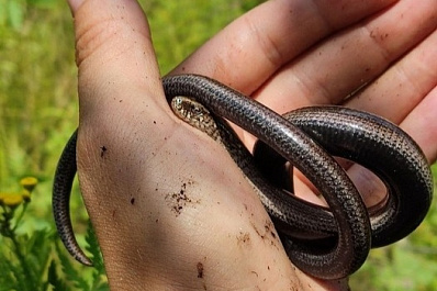 На территории Жигулевского заповедника обнаружили новые виды рептилий