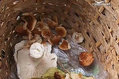 Медики предупреждают об опасности диких грибов