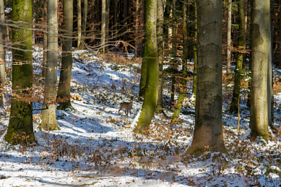 В Самарской области двое браконьеров убили самца косули