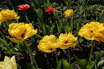В Тольятти высаживают цветы на городских клумбах 