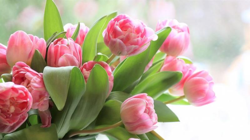 Как правильно выбрать живые цветы к 8 Марта: рекомендации Роспотребнадзора