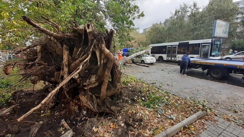 В Самаре огромное дерево рухнуло на машину с водителем