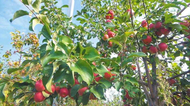 Урожай идей: аграрии осваивают новые рынки