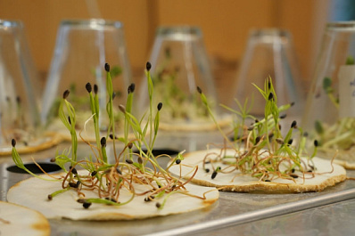 В Самарской области завершается экспертиза семян для лесовосстановления 2026 года
