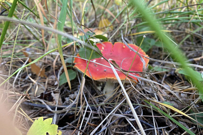 Названы самые грибные места Самарской области