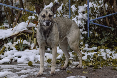 В Самарской области в новогодние праздники продолжают отлов бездомных животных