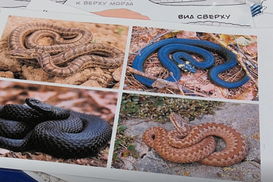 В Самарском зоопарке рассказали, какие змеи водятся в регионе