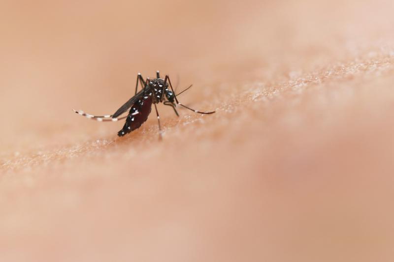 Эксперты объяснили, в чем заключается опасность укусов комаров