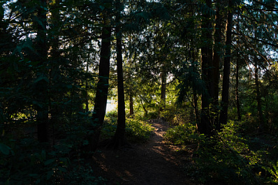 В МЧС рассказали, как сделать поход в лес безопасным