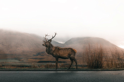 Любопытного лося усыпили и вывезли с территории аэропорта