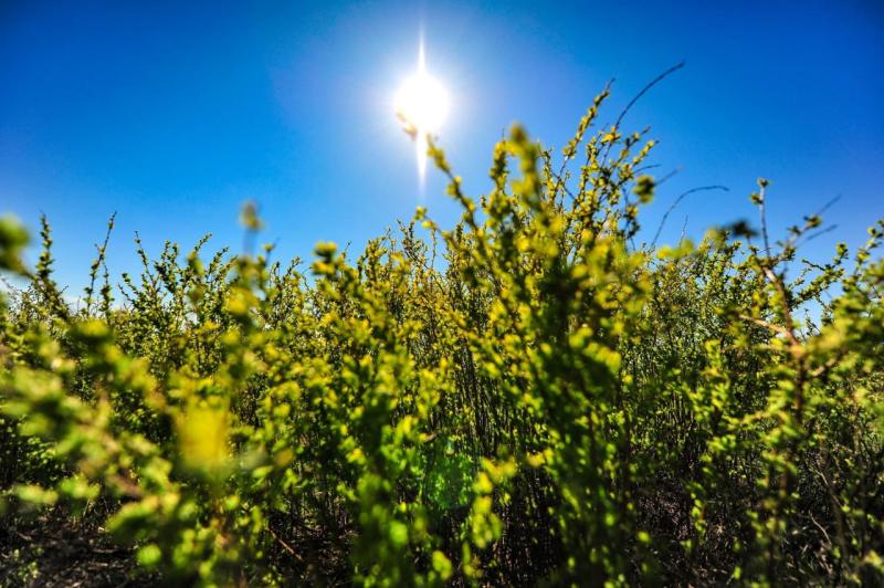Жара и грозы: прогноз погоды в Самарской области на следующую неделю