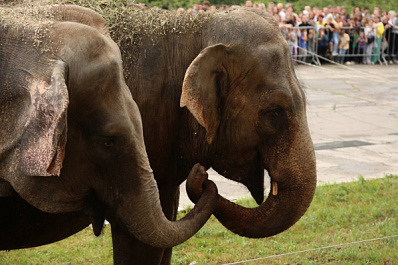 Сотни самарцев увидели кормление слонов у цирка