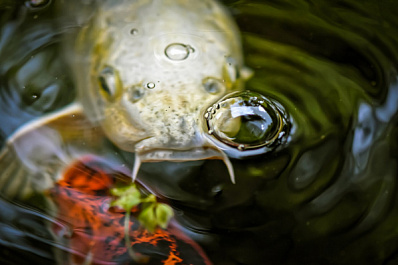 Житель Сызрани вступил в бой с гигантским речным монстром