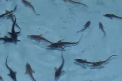 В Волгу выпустили 95 тысяч мальков стерляди