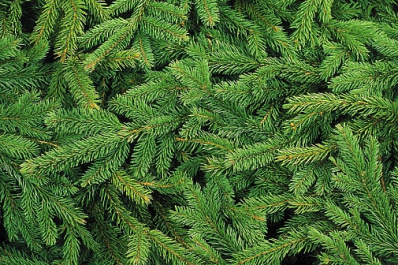 Акция по утилизации хвойных деревьев пройдет в Новокуйбышевске на пяти площадках 