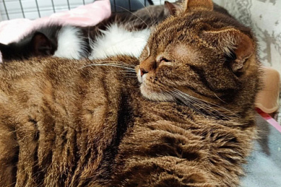 Ветеринары рассказали, как защитить кошек от воспаления десен