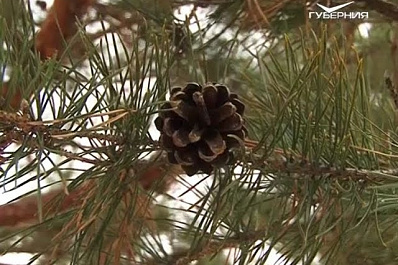 В Самарской области активизировались елочные браконьеры