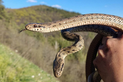 В Самарской области вышел атлас о рептилиях Среднего Поволжья