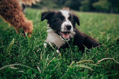 Неизвестные привезли в лес и оставили умирать более 10 маленьких щенков