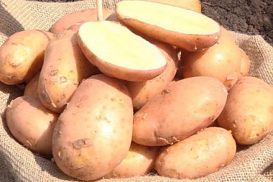 Селекция суперэлитного материала, рекордная урожайность и поиск идеального картофеля: в Самарской области прошел "День поля"   