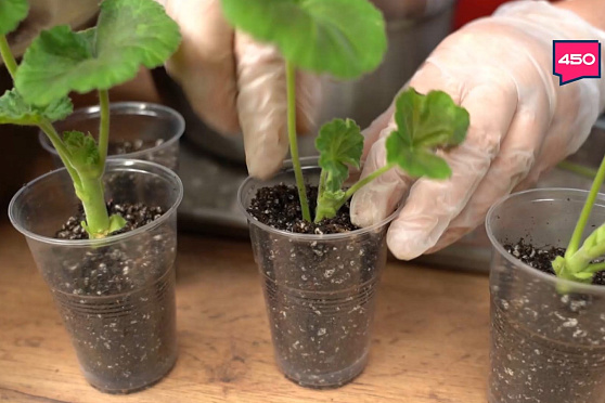 Черенкуем пеларгонию. Дачные сезоны