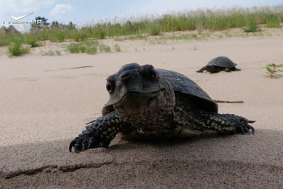 20 краснокнижных черепах переехали на заповедный остров Середыш в Самарской области