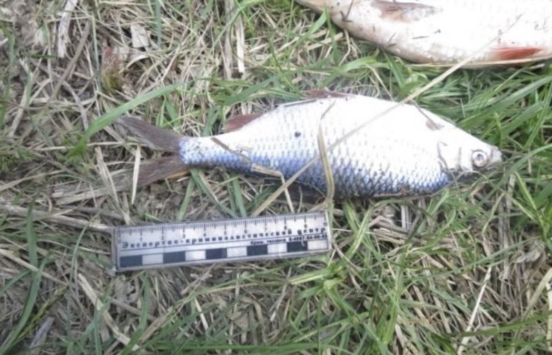 Потянуло на окуня: самарца осудят за незаконную рыбалку