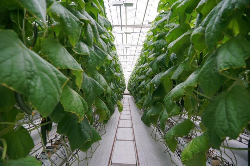 Самарская агрокомпания увеличила эффективность сбора огурцов на 50 % благодаря федпроекту "Производительность труда"