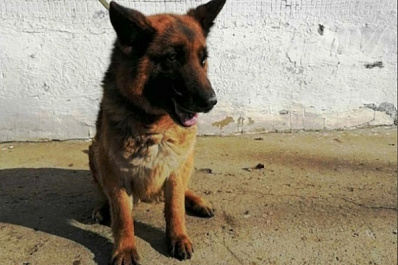 В Самарской области в августе 2021 года проводили на пенсию семь служебных собак УФСИН