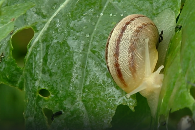 Четыре вида улиток: как развивают гастротуризм в Красноярском районе