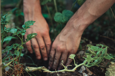 Союз дачников: средства для борьбы с сорняками есть у каждого в аптечке или на кухне