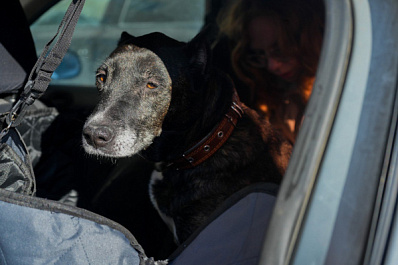 Спасатели и волонтеры во время лесного пожара эвакуировали собак из приюта