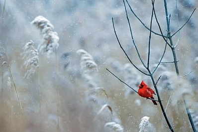 В Самарской области сегодня выпадет снег