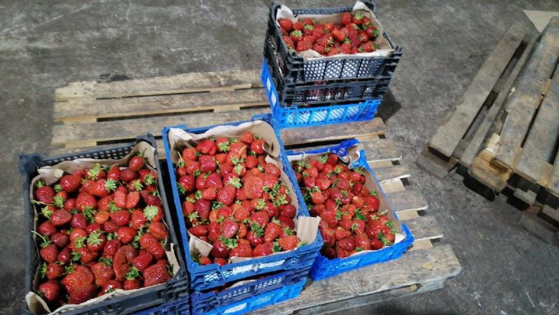 ООО "Садовод" расширяет ассортимент плодовых культур