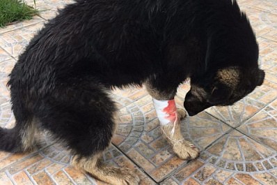 В Сызрани мужчина стрелял на улице в бездомного пса