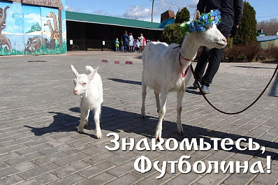Дочь самарской козы-оракула ЧМ-2018 назвали Футболиной