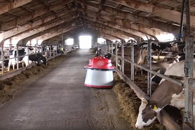 Робот на ферме: животноводы Самарской области внедрили современные методы ведения хозяйства