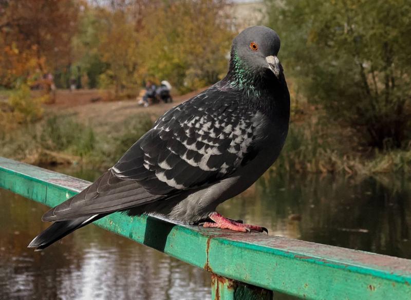 Стая птиц устроила представление, образуя фигуры в небе