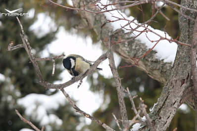 В Жигулевском заповеднике школьникам рассказали о редких птицах