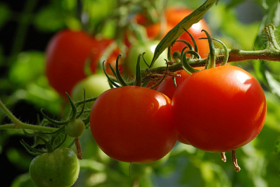 Дачный эксперт рассказал самарцам, какие овощи можно вырастить дома