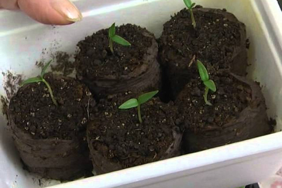 Дачные советы 12.03.2015 