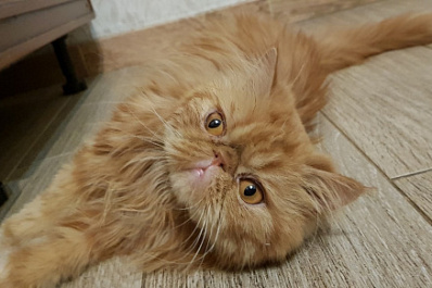 В Самарской области ищут коммуникабельного кота