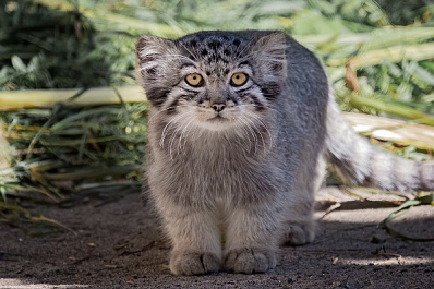 В Новосибирском зоопарке у манулят трижды сменился цвет глаз 