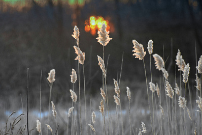 В Самарской области на прошлой неделе 220 раз горела сухая трава