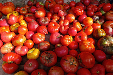 Россельхознадзор выявил вирус в партиях томатов из Казахстана