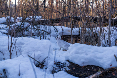 Под Саратовом поймали браконьера-самарца с ружьем полицейского