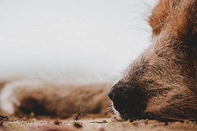 В Сызрани неизвестные привязали щенка к дереву и оставили умирать