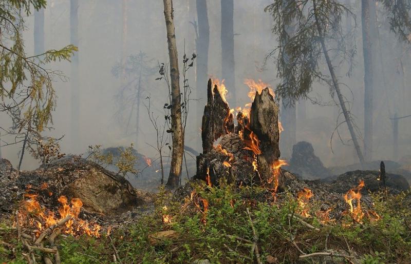 Николай Ренц назвал 8 поджогов за день в лесу Тольятти подлой и беспрецедентной атакой