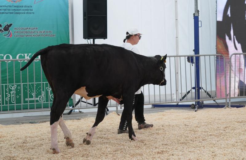 Умная ферма: сколько времени и сил требуют племенные коровы